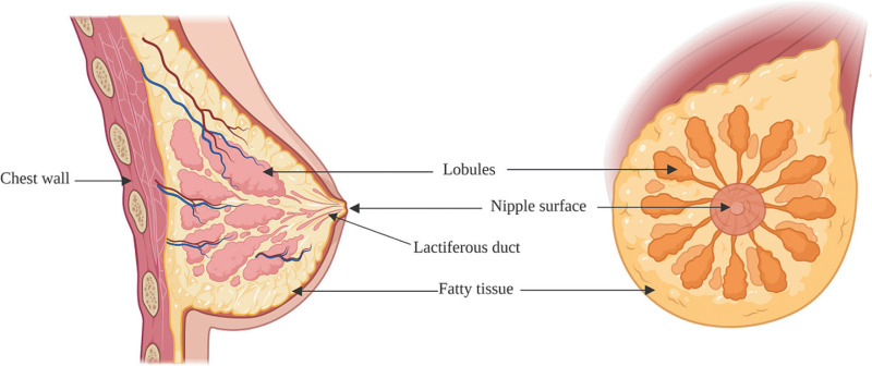Figure 1, [Breast anatomy. The main parts]. - Breast Cancer - NCBI  Bookshelf