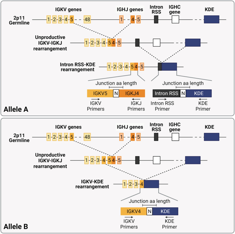 pad bijzonder Verbinding Fig. 2, [IGK rearrangements involving Kappa deleting...]. - Immunogenetics  - NCBI Bookshelf