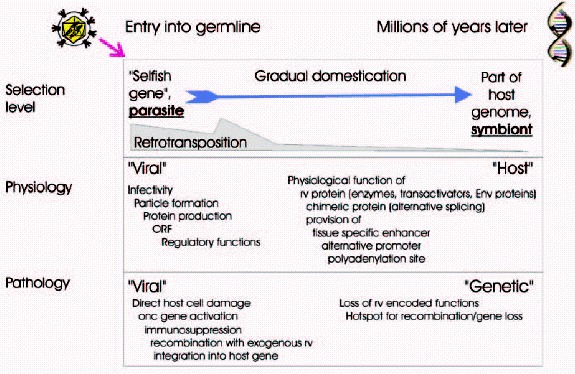 Figure 1. Events following endogenization of a retrovirus.