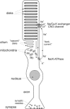 Figure 1. Rod photoreceptor, schematic representation.