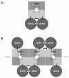 Figure 5. The complex of cGMP-gated channel (CNGC) and Na/Ca2+, K exchanger (NCKX) in rod photoreceptors.