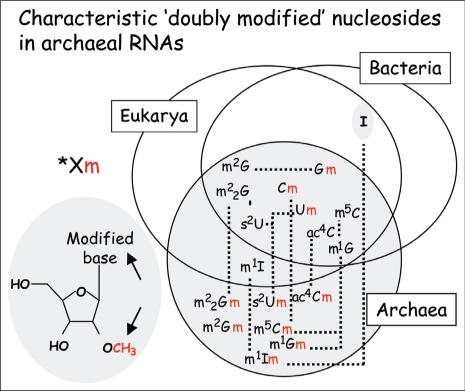 Figure 5. Localization of ‘doubly modified’ nucleosides at the base and the ribose (in red in the color version available at www.