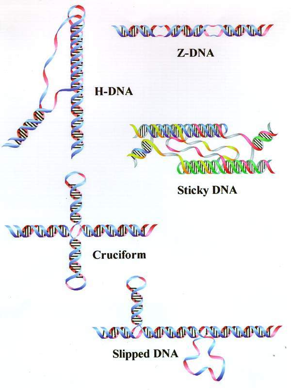 Figure 1. Non-B-DNA structures.