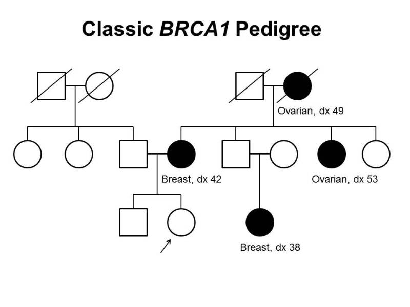 What Does A Pedigree Chart Show