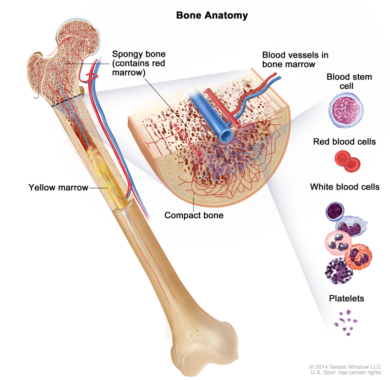 Figure Anatomy Of The Bone The Pdq Cancer Information Summaries Ncbi Bookshelf