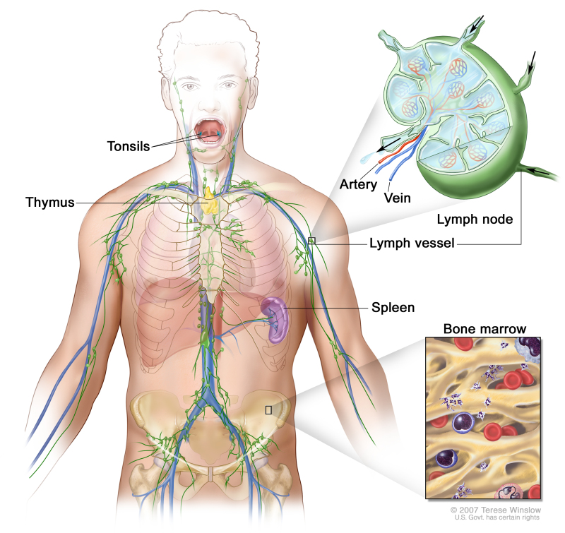 lymph node anatomy