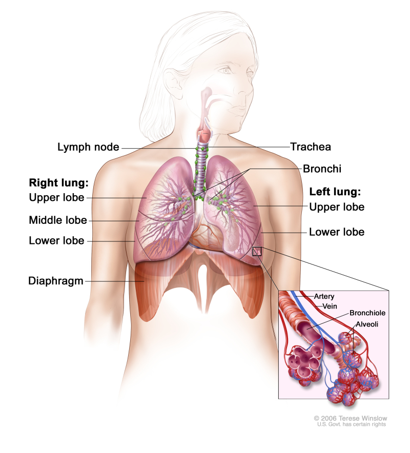 Respiratory anatomy; drawing shows right lung with upper, middle, and lower lobes; left lung with upper and lower lobes; and the trachea, bronchi, lymph nodes, and diaphragm. Inset shows bronchioles, alveoli, artery, and vein.