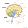 Anatomy of the inside of the brain, showing the pineal and pituitary glands, optic nerve, ventricles (with cerebrospinal fluid shown in blue), and other parts of the brain
