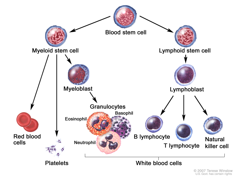 mesothelioma test diagnostic