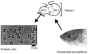 Figure 1. The tilapia pituitary gland provides a simple and efficient model to study osmoreception.