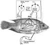 Figure 4. Stimulus-secretion coupling in PRL cells and its consequent osmoregulatory effect are tied into a feedback loop that can be initiated when the environmental salinity drops.