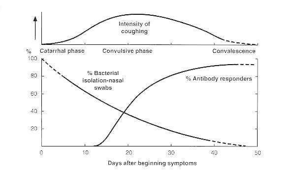 Figure 31-5. Relationship of B pertussis to the developing antibody response during whooping cough.