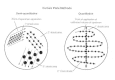 Figure 10-3. Quantitative versus semiquantitative culture, revealing the number of bacteria in specimens.