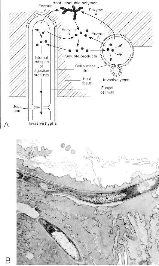 Figure 73-2. (A) Extracellular digestion and absorptive nutrition in fungi.