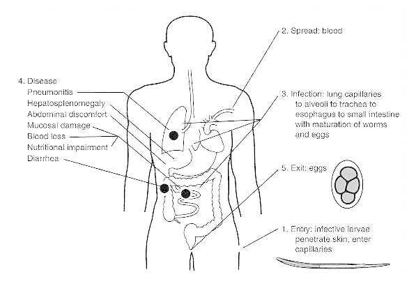 Figure 90-2. Life cycle of hookworms.