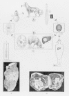 Figure 89-3. Life cycles of Echinococcus granulosus and E multiocularis.