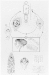 Figure 89-4. Life cycle of Hymenolepis nana.