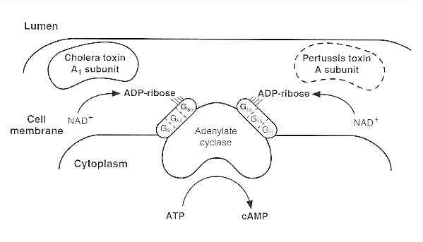 Figure 24-5. Comparison of activities of cholera enterotoxin (CT) with pertussis toxin (PT).