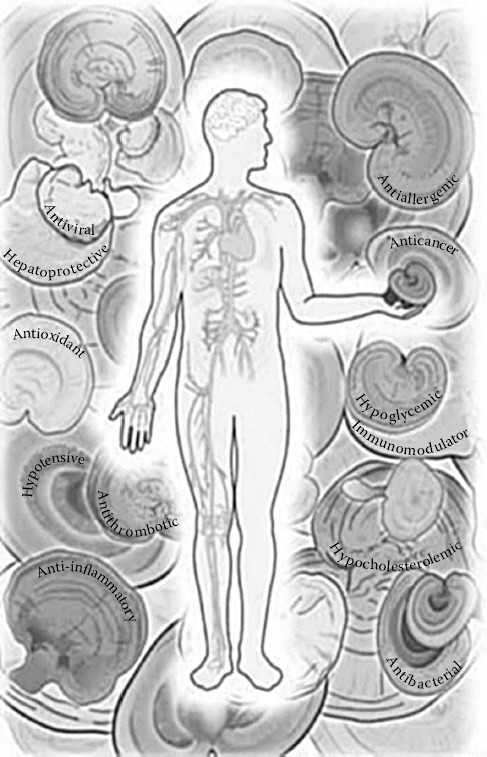 FIGURE 9.2. Postulated health benefits of lingzhi (Ganoderma lucidum).