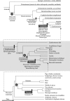 FIGURE 4.1. Three cladograms, arranged from top to bottom.