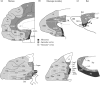 FIGURE 4.2. Basic types of frontal cortex.