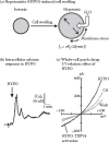 FIGURE 16.1. Cellular responses upon exposure of cortical collecting duct M-1 cells to hypoosmotic stress.