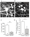 Figure 2. Structural alterations in fast-spiking interneurons in undercut cortex.