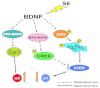 Figure 1. Differential expression of GABAA Receptor α subunits via BDNF-stimulated signal transduction pathways.