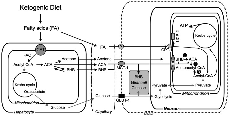 ketogenic diet and lipid metabolism