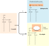 Figure 9.26. Synthesis of sphingomyelin and glycolipids.