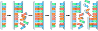 Figure 1.3. Self-replication of RNA.