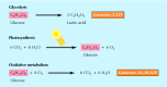 Figure 1.5. Generation of metabolic energy.