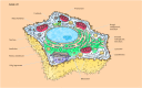 Figure 1.7. Structures of animal and plant cells.