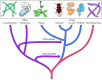 Figure 1.8. Evolution of cells.