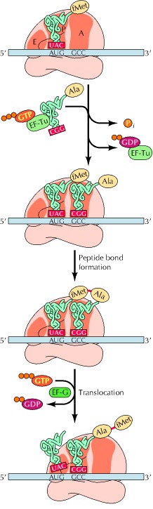 Translation through ribosomes,  amazing nano machines - Page 2 Ch7f11