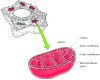Figure 10.1. Structure of a mitochondrion.