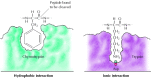 Figure 2.25. Substrate binding by serine proteases.