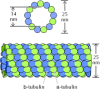 Figure 11.37. Structure of microtubules.