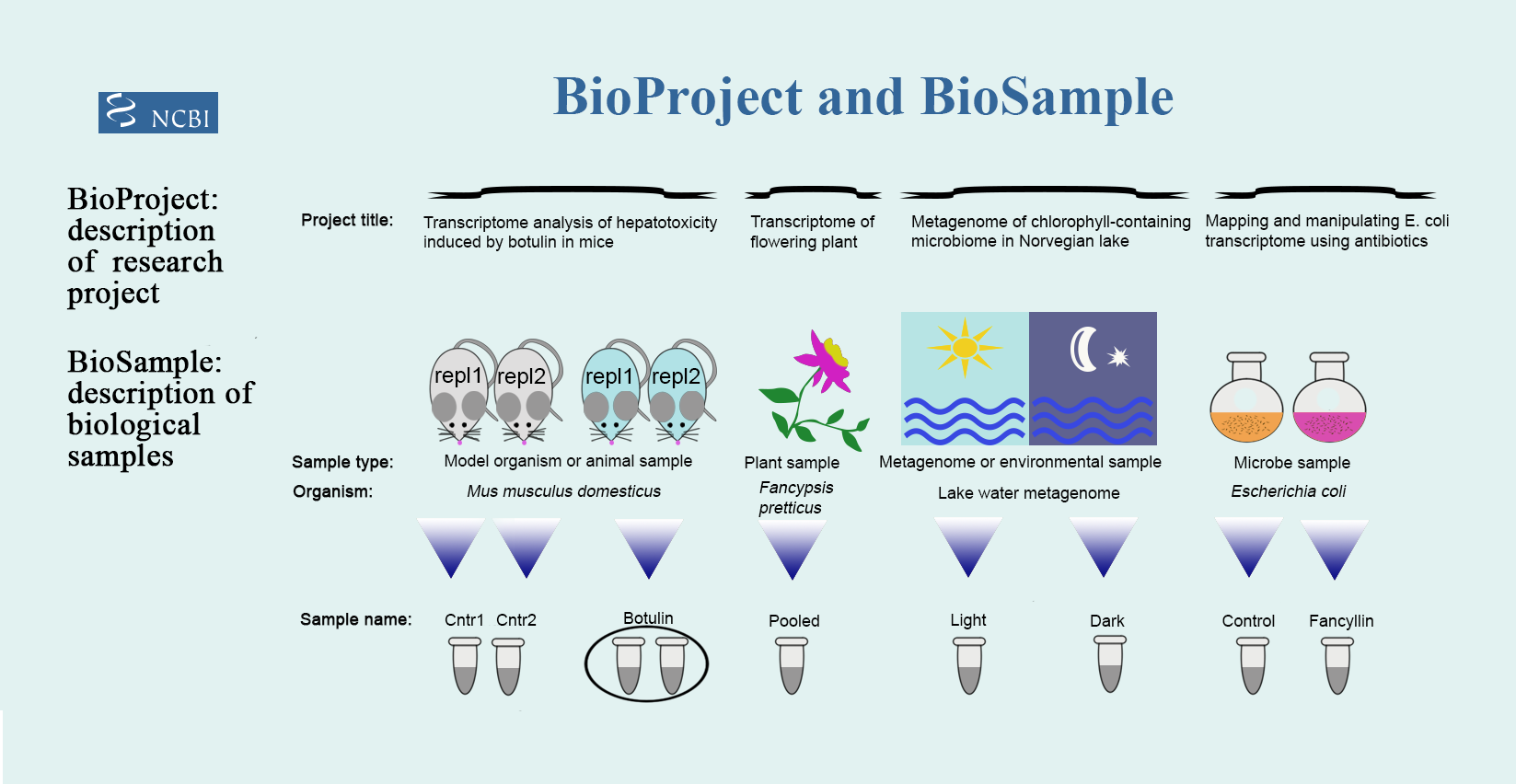 Anatomy of BioProject and BioSample submission