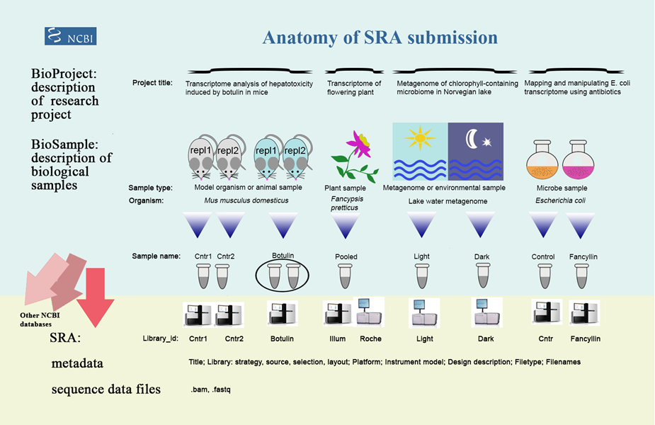 Anatomy of SRA Submission