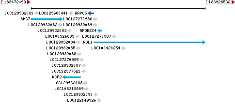 Genomic Context describing neighboring genes