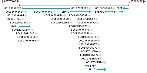 Genomic Context describing neighboring genes