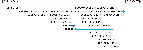 Genomic Context describing neighboring genes