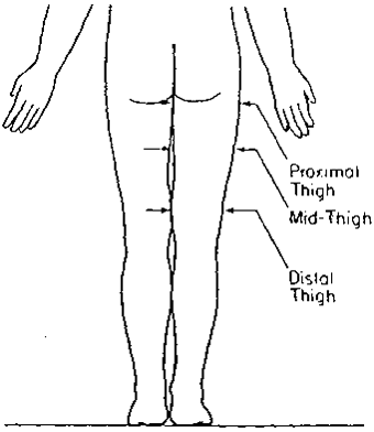 Posterior view of locations for thigh circumferences.