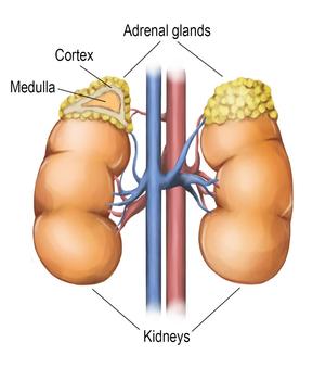 Diagram of the parts of the adrenal glands