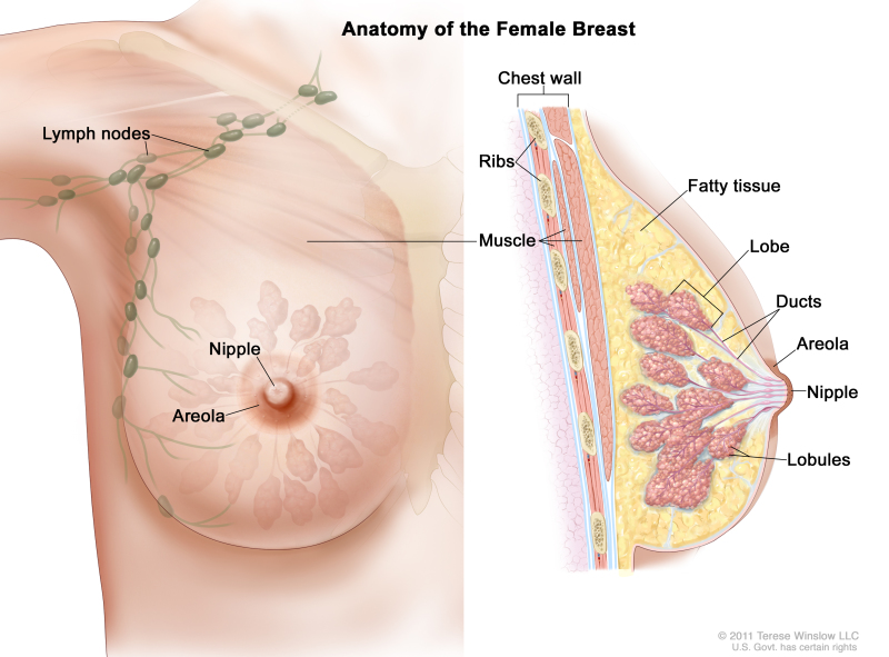 Inside a female boob