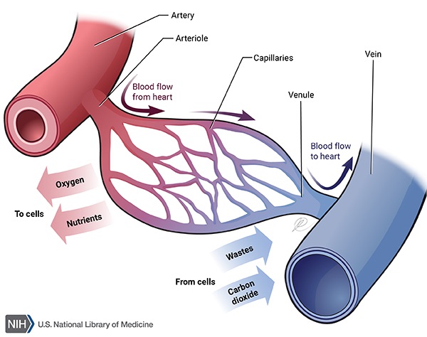 Image result for blood vessels diagram