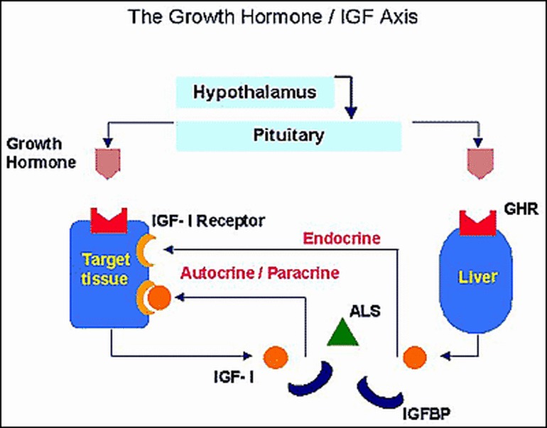 Figure 1. Schematic representation of the GH-IGF axis.